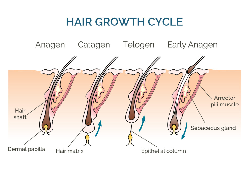 Hair cycle 2